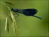 Синюшная стрекоза.jpg