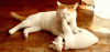 120a.gif