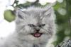 Kitty-Pondering-Watermelon-04.jpeg