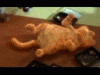 001.gif