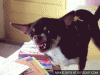 angry-chihuahua-gif.gif