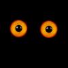 gold-eyes.jpg