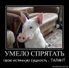 талант.jpg