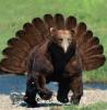 bears-turkeyGMan.jpg