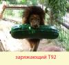 т92.jpg