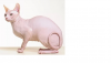 Кошка лысая.png
