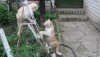 b8a6810dc9f702bfbbebe786ab94b0b95345570c79f512_46257517.gif