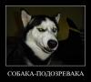 Собака подозревака.jpg