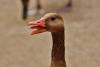 goose_hiss_bird_poultry_head_bill_animal_plumage-552964.jpg