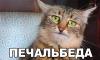 котэ-пони-заебал-пидрила-308213.jpeg