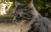 1431921340_548317451.gif
