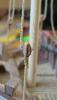 DSC02747.JPG