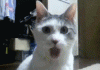 s_25736867c3dd5a7f84b33a895cc3ed87.gif
