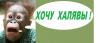 ХОЧУ ХАЛЯВЫ.jpg