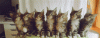 dzen.gif