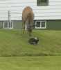 a5d2888085f1b1c3caa3a24e1f0da481.gif