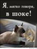котяра на компе.jpg