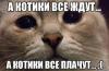 котики2.jpg