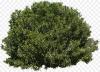 kisspng-tree-shrub-evergreen-bushes-5ab453cbb56ce0.2485580015217673717431.jpg