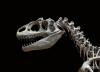 Allosaurus_fragilis_moulage_MNHN_paleontologie_1.jpg