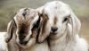 1280x720-lambs-wallpaper.jpg