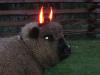 Black_sheep.jpg