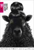 film-festival-black-sheep-small-41206.jpg