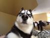 husky_emotions_07.jpg