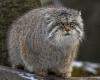 manul.jpeg