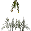 Wheat_7.png