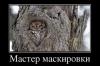 Мастер маскировки.jpeg