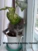 маскировка.jpg