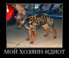 262619_moj-hozyain-idiot_demotivators_to.jpg