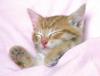Cat Pictures 4.jpg