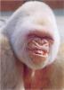 Yeti_1.jpg