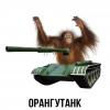 орангутанк.jpg