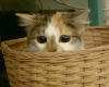 image_862811161426168060084.gif
