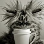 CrazyKitten