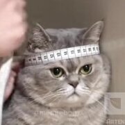 INSPECTOR_ru