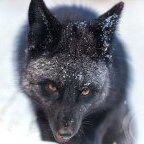 fox626