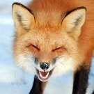 fox626