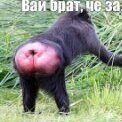 MHE_PLEBATb_HA_BAC