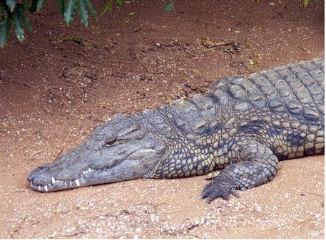 NileCrocodile