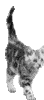 dex015