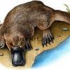 platipusCornelius