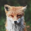 Die_Fictive_Kerl