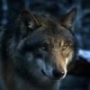 Gray_wolf_seryi