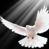 _Holy_ghost