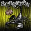 SCORPION_40RUS
