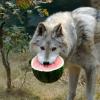 RenamedUser_31701468